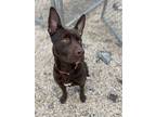 Hero, Labrador Retriever For Adoption In Cornelius, North Carolina