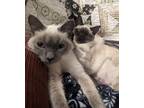 Miss Maggie And Katy Purry (bonded Pair), Domestic Shorthair For Adoption In