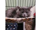 Sleet, Domestic Shorthair For Adoption In Fort Worth, Texas