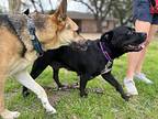 Annabelle Faith, American Pit Bull Terrier For Adoption In Provo, Utah