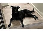 Minnie, Labrador Retriever For Adoption In Houston, Texas
