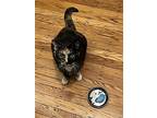 Blaze, Domestic Shorthair For Adoption In Philadelphia, Pennsylvania