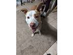 Pinky, American Staffordshire Terrier For Adoption In Avon, Ohio