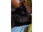 Mama, Domestic Shorthair For Adoption In New York, New York