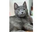 Aspen & Winter, Domestic Shorthair For Adoption In Landenberg, Pennsylvania