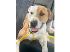 Mia-foster Or Adopt Me!, American Staffordshire Terrier For Adoption In Lake