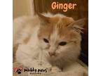 Ginger, Domestic Mediumhair For Adoption In Council Bluffs, Iowa