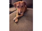 Dingo, Terrier (unknown Type, Small) For Adoption In Conroe, Tx, Texas