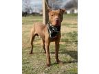 Kurt, American Pit Bull Terrier For Adoption In Maryville, Tennessee
