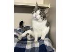 Winston, Domestic Shorthair For Adoption In Larchmont, New York