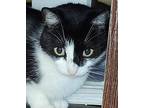 Coopster, Domestic Shorthair For Adoption In West Palm Beach, Florida