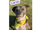 Carter, American Pit Bull Terrier For Adoption In Canton, Ohio