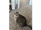 Macy, Domestic Shorthair For Adoption In El Dorado Hills, California