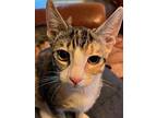 Haven, Calico For Adoption In Antioch, California