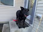 Cookie, Labrador Retriever For Adoption In Aurora, Illinois