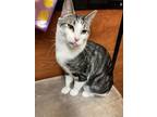 Marbles, Domestic Shorthair For Adoption In Spruce Grove, Alberta