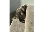 Momo, Domestic Shorthair For Adoption In Spruce Grove, Alberta