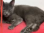 Anastasia “ani”, Russian Blue For Adoption In Sanford, Florida