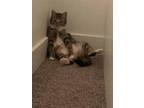 Nellie, Domestic Shorthair For Adoption In Spruce Grove, Alberta