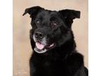 Adopt Lady a Labrador Retriever, Husky