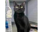 Adopt Aubrianna a Domestic Short Hair