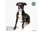 Adopt ZANEY a Labrador Retriever, Mixed Breed