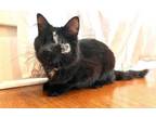 Adopt Bunny and Bee a Domestic Short Hair