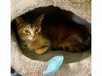 Adopt Kola a Domestic Short Hair