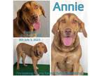 Adopt Annie a Mixed Breed
