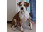 Adopt Martha a Beagle, Pointer