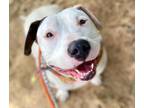 Adopt DAFFODIL* a Pit Bull Terrier