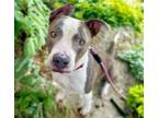 Adopt PRINCESS FIONA* a Pit Bull Terrier