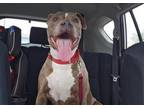 Adopt DORIS* a Pit Bull Terrier