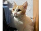 Adopt MEEKA a Domestic Short Hair, Turkish Van