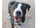 Adopt CALLIE a Pit Bull Terrier, Mixed Breed
