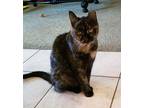 Adopt Cleopatra DeRome a Torbie, Domestic Short Hair