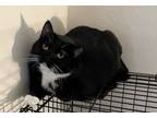 Adopt Pinafore Garms a Tuxedo