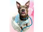 Adopt FRITA a Pit Bull Terrier, Mixed Breed