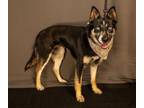 Adopt BLUEBERRY a Australian Kelpie