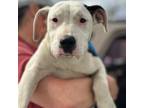 Adopt Ariel a Pit Bull Terrier, Mixed Breed