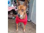 Adopt Megan a Basenji