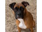 Adopt MILLION DOLLAR BABY a Boxer