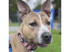 Adopt Fawna a Pit Bull Terrier