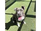 Adopt ABBY a Pit Bull Terrier