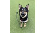 Adopt MISSY a German Shepherd Dog, Mixed Breed