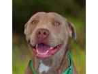 Adopt Babe a Pit Bull Terrier, Labrador Retriever