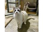 Adopt Stripes a Domestic Short Hair, Siamese