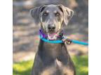 Adopt GOOSE a Doberman Pinscher