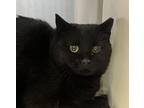 Adopt Storm a Domestic Medium Hair