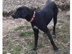 Adopt Tara #8 a Black Labrador Retriever